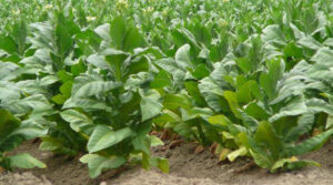 Табак предпочитает почвы, заправленные органикой. Как и все пасленовые, табак имеет поздние, ранние и средние сроки созревания. Размножают табак семенами, высеивая их начале февраля в ящики