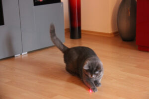 Лазер – отличная альтернатива когтеточке, потому что они будут развлекать вашу кошку часами. Поскольку кошки очень любопытны, они захотят следить за ярко-красным светом, куда бы он ни шел