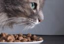 Кошки также нуждается в определенных питательных веществах, помогающих осуществлять метаболические процессы, и которые не доступны в растительном материале