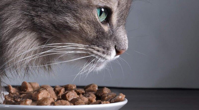 Кошки также нуждается в определенных питательных веществах, помогающих осуществлять метаболические процессы, и которые не доступны в растительном материале
