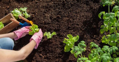В этом руководстве рассказывается об основах огородничества и планирования: как выбрать правильный участок для вашего огорода, как создать его правильный размер и какие овощи выращивать