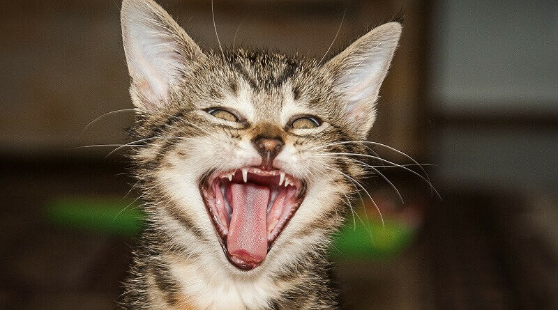Кошки больше похожи на людей, чем вы можете себе представить. Это подтверждается развитием зубной системы. У кошек, как правило, лучше зубы, чем у большинства людей. Тем не менее, с возрастом пушистики подвержены случайной потере зубов и инфекции.