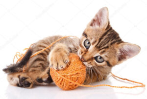 Наряду с мягкими шариками, клубки пряжи или удочки являются другими игрушками, которые следует учитывать, чтобы отвлечь кошку. Поскольку кошки любят погоню, движение по полу веревки на удочке привлечет их внимание