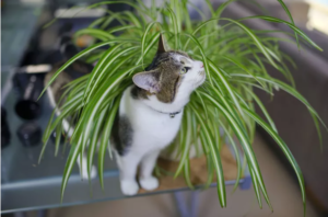 Однако важно отметить, что тот факт, что растения-пауки нетоксичны для кошек, не означает, что вы должны позволять своим кошкам поедать ваши паутинные растения
