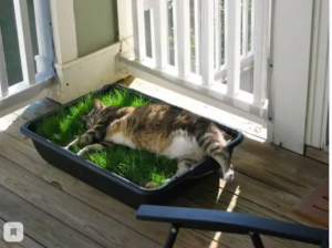 Если ваша кошка просто хочет полакомиться зеленью, попробуйте свои силы в выращивании кошачьей мяты или предоставьте ей специальные лотки для кошачьей травы