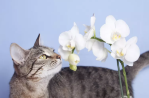 Несмотря на то, что орхидеи нетоксичны для кошек, вы не хотите, чтобы ваш пушистый друг регулярно готовил из них лакомство