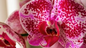 ASPCA перечисляет популярный род орхидей Phalaenopsis как нетоксичный как для собак, так и для кошек. Однако в семействе Orchidaceae насчитывается более 25 000 видов