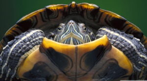 В зависимости от вашей семьи, черепахи могут быть еще одним хорошим вариантом
