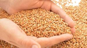 пшеница – это одна из наиболее часто выращиваемых зерновых культур в мире, занимающая около 25% мировых пахотных земель