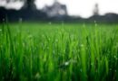 Итак, сколько времени нужно, чтобы трава выросла? Это зависит от типа травы и климата, в котором вы живете