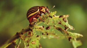 Садовые жуки-вредители прогрызают отверстия в листьях, питаются корнями и могут погубить растения