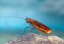 К обычным домашним тараканам относятся немецкие, американские и восточные тараканы, но есть и еще несколько видов, которые обитают по всей территории Соединенных Штатов