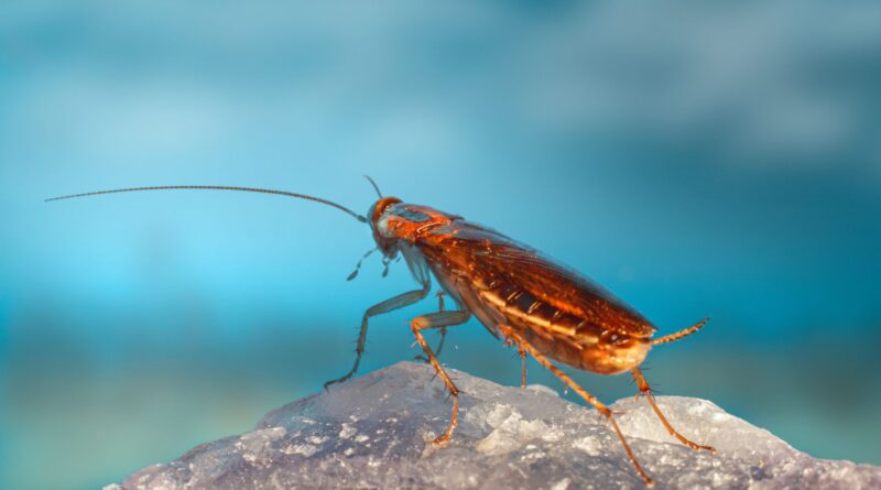 К обычным домашним тараканам относятся немецкие, американские и восточные тараканы, но есть и еще несколько видов, которые обитают по всей территории Соединенных Штатов